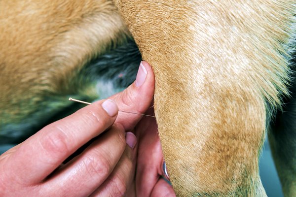 agopuntura per il cane