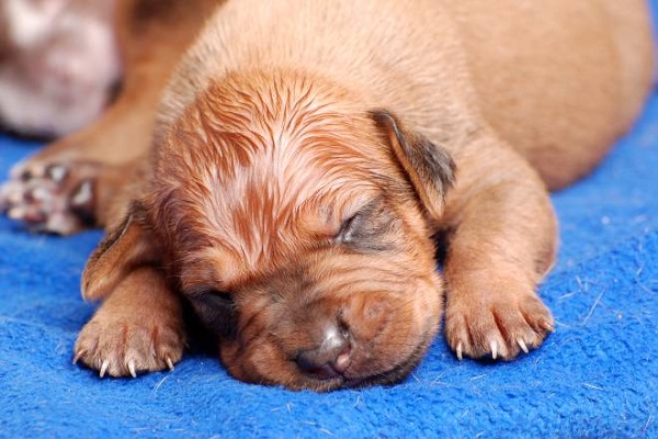 cucciolo di cane appena nato