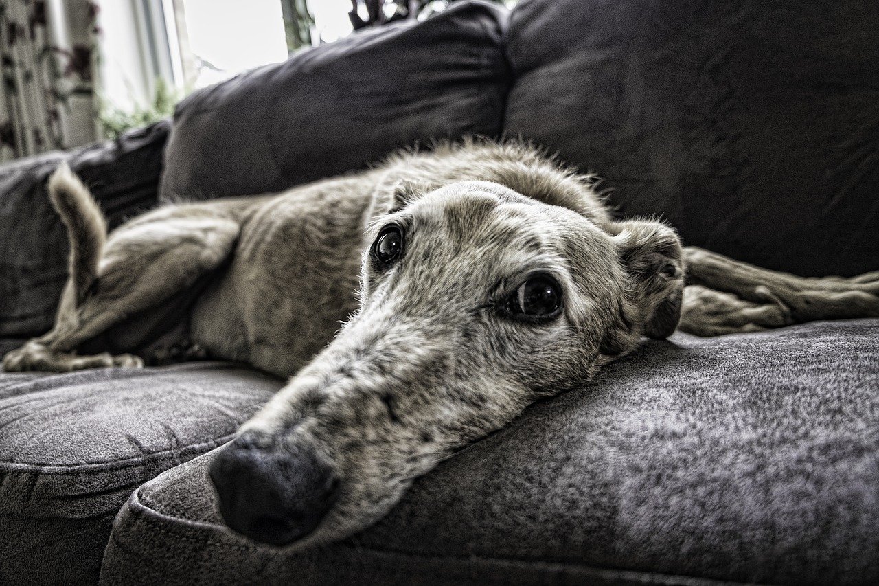 cane sguardo triste