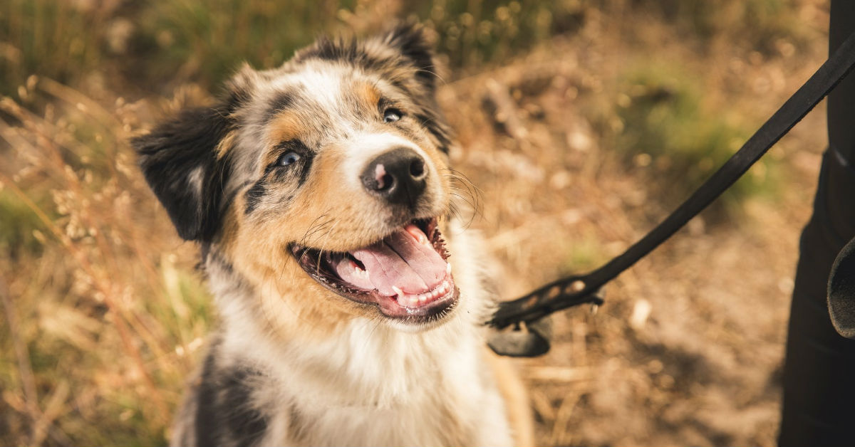 Tenia nel cane: tutto quello che bisogna sapere e come curarla