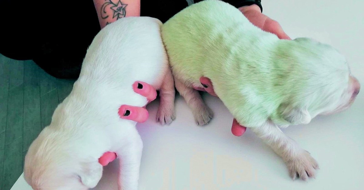 Terni, il cucciolo incredibilmente nasce di colore verde