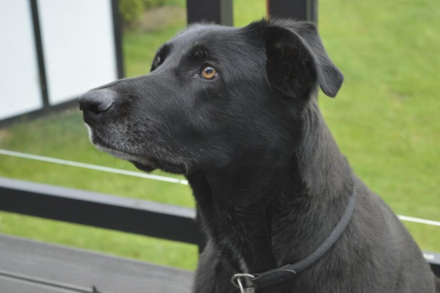 cane nero con il muso lungo