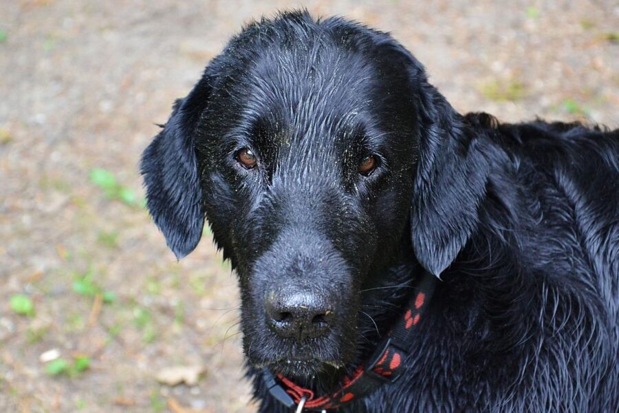 cane nero tutto bagnato