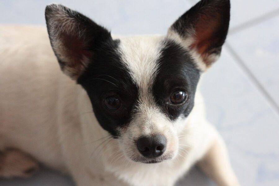 cagnolino di taglia piccola