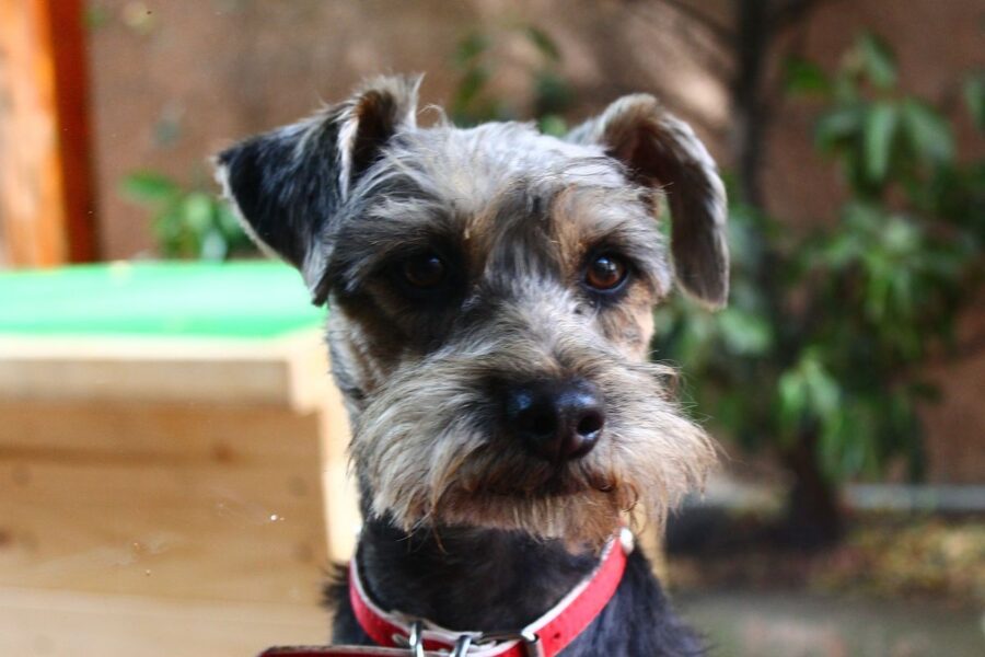 cane con la barba