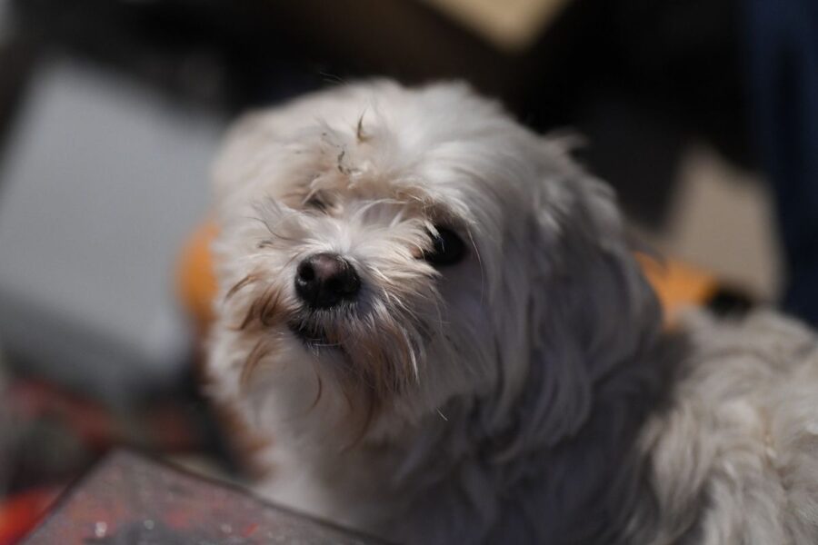 cagnolino bianco