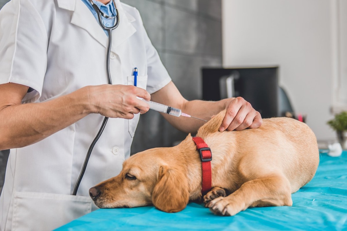 veterinario fa la puntura al cane