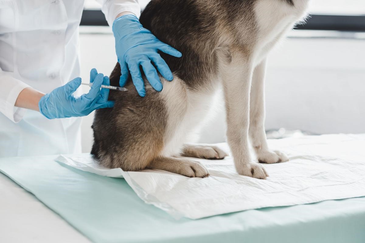 indossare guanti per fare iniezione al cane