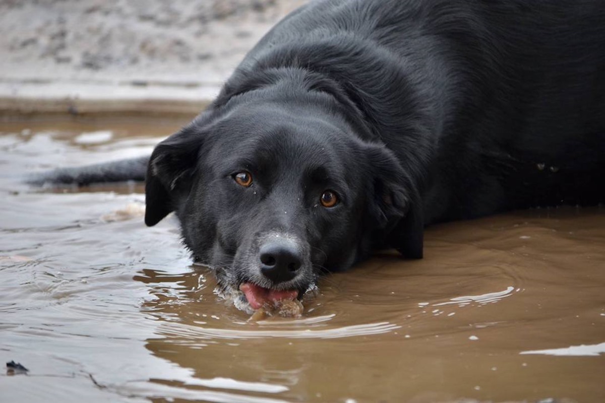 cane beve acqua stagnante