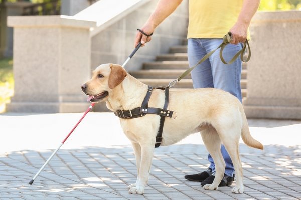 cane guida per ciechi