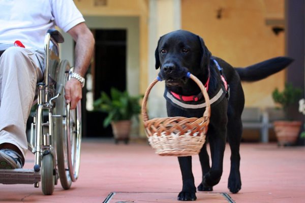 cane porta un cestino