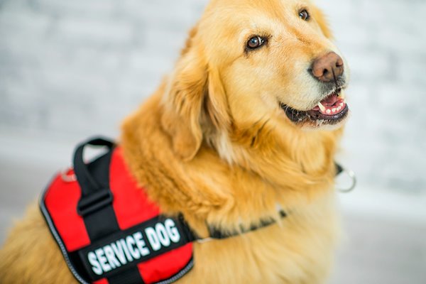 cane di servizio