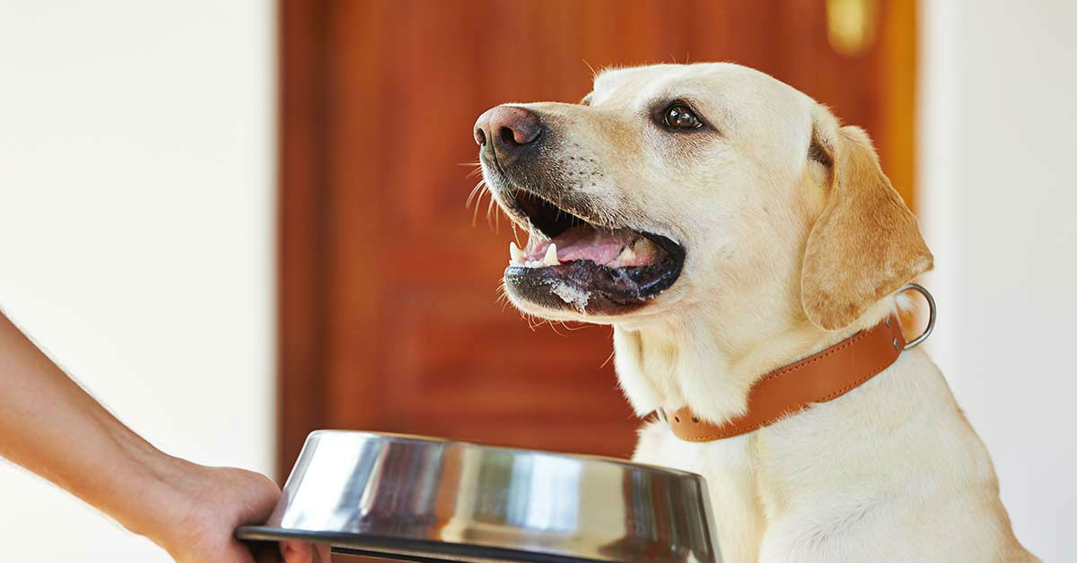 Tocchetti di pollo e verdura per cani, la ricetta semplice e gustosa