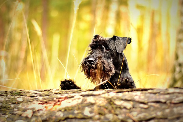 cane cairn terrier