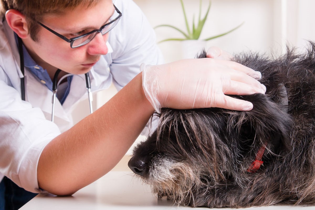 cane dal veterinario