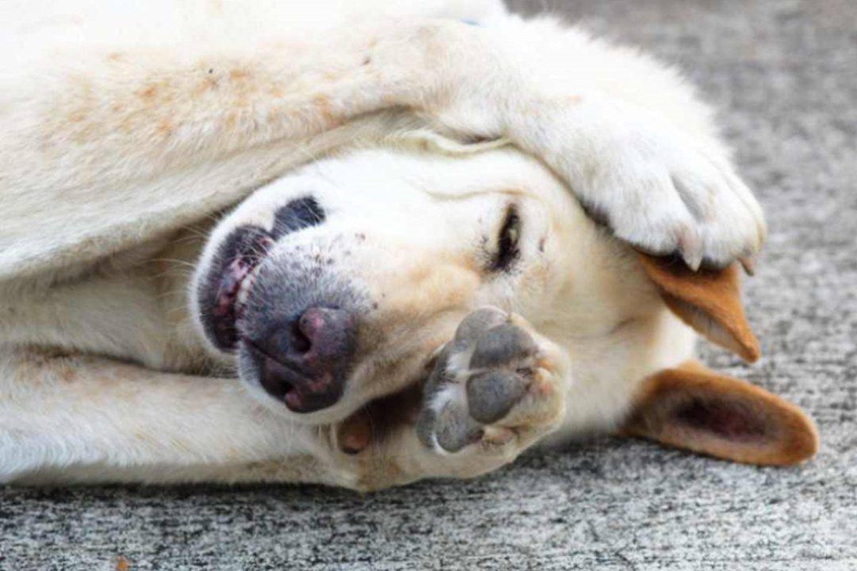 cane si gratta il muso