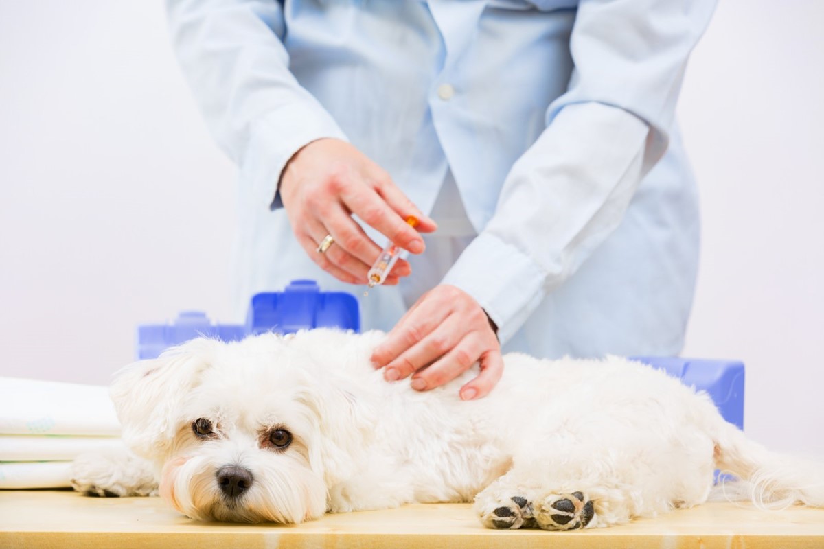 fare l'iniezione al cane