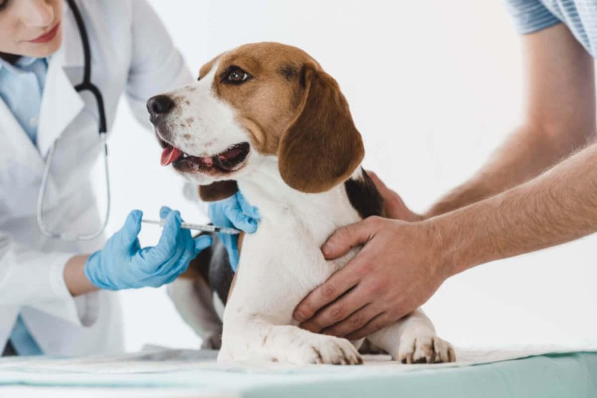 cane dal veterinario