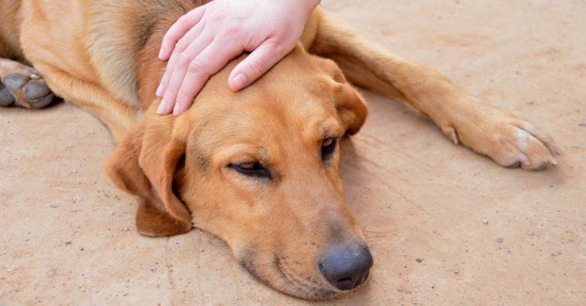 Trisulfan per cani: cos’è e a cosa serve questo farmaco