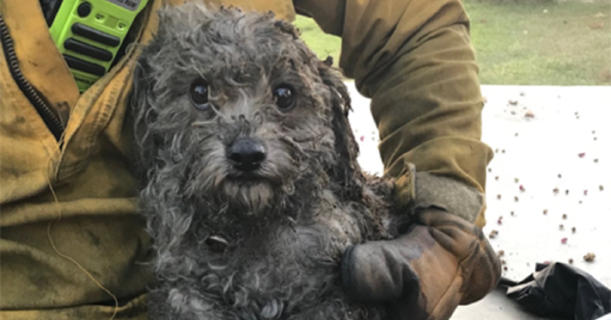 Un cane in pericolo di vita viene estratto dalle fiamme dai vigili del fuoco