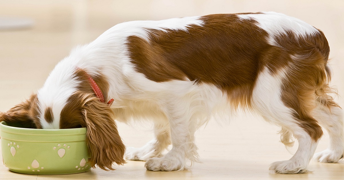 Waffle senza glutine per cani: la ricetta gustosa per Fido