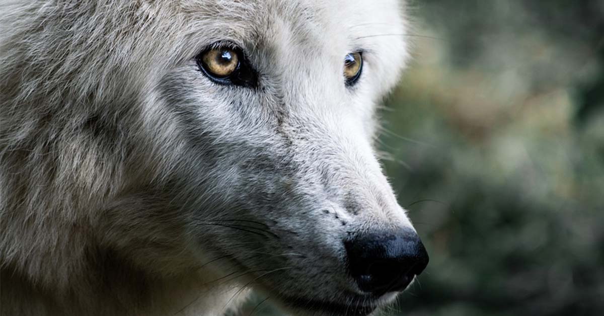 Ricordate Zanna Bianca? Ecco tutta la verità sulla storia del cane lupo