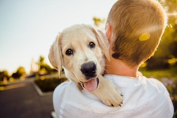 cane in braccio a ragazzo