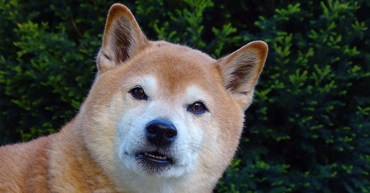 10 razze di cani con le orecchie a punta, tutte da scoprire