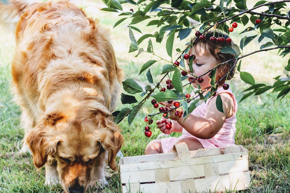 merenda cane