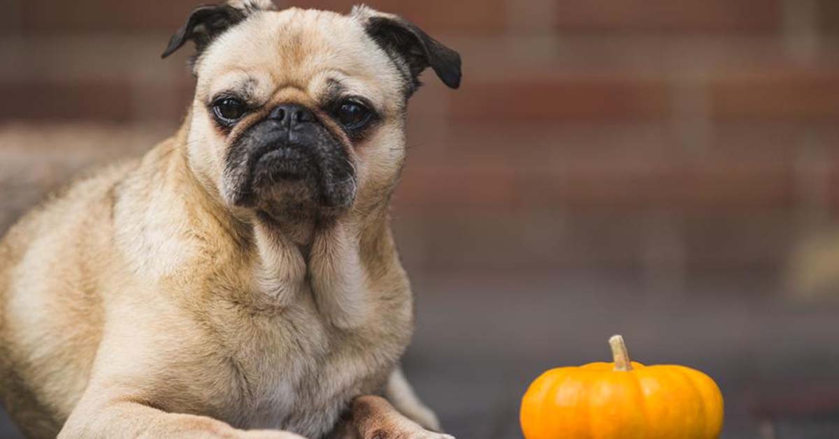 20 cibi che fanno bene ai cani: quali sono e che effetti hanno