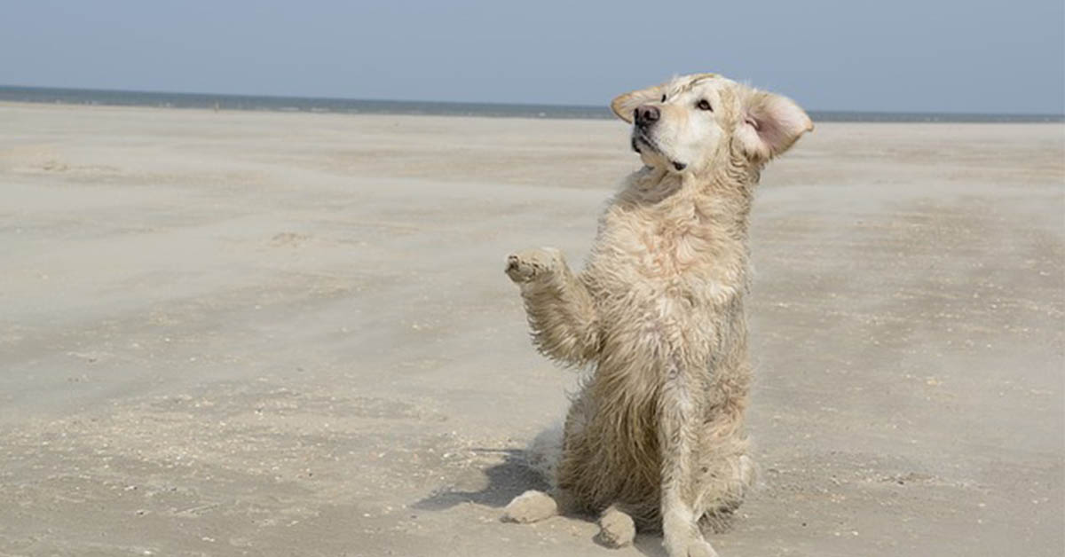 5 giochi con il cane che puoi fare in spiaggia