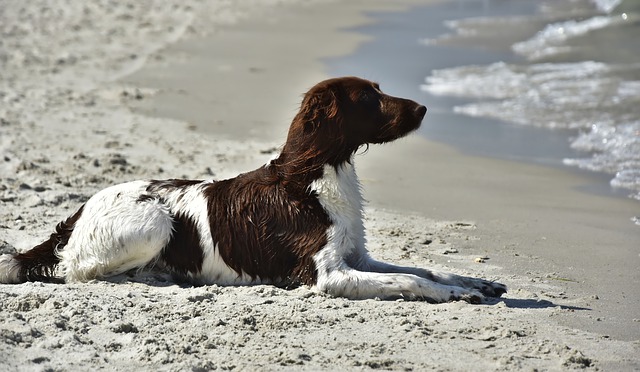 cane gioca in spiaggia