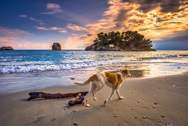 cane gioca in spiaggia
