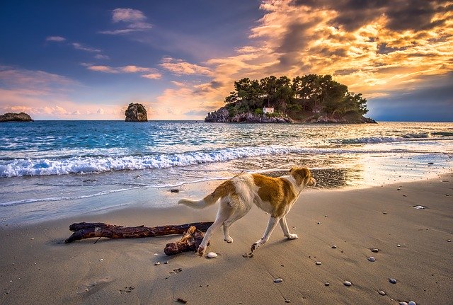 cane gioca in spiaggia