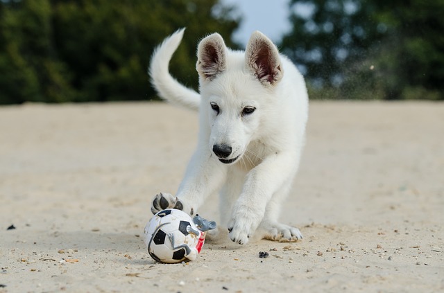 cane gioca in spiaggia