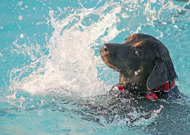 cane che gioca in cortile in piscina