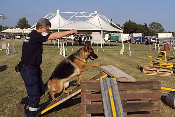 Cane in addestramento