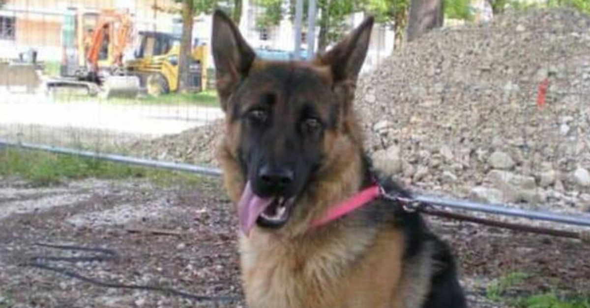 Addio a Laga, il cane che scavò tra le macerie di Amtrice