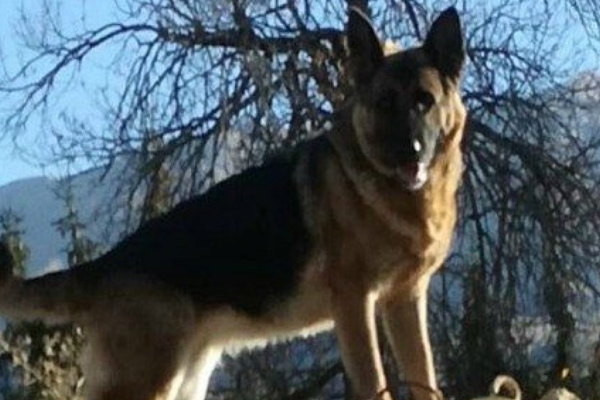 Cane che osserva