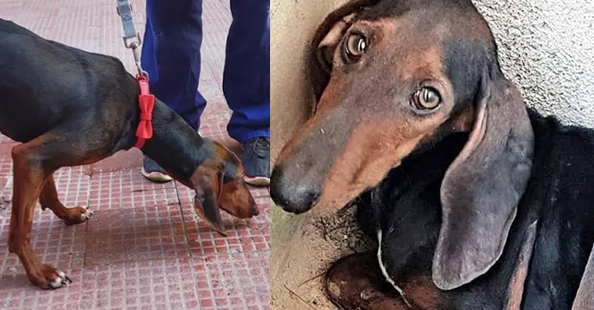 Amira, il cane gettato da un auto perché “difettoso”