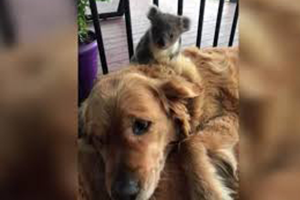 Cane con un koala