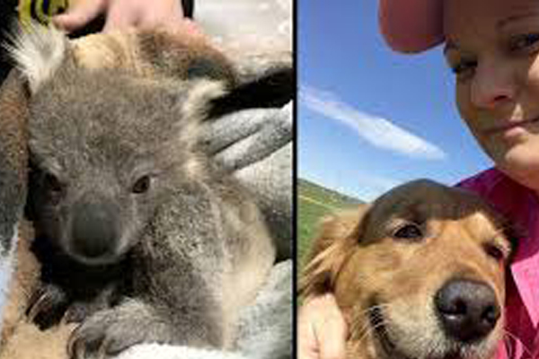 Cane con un koala