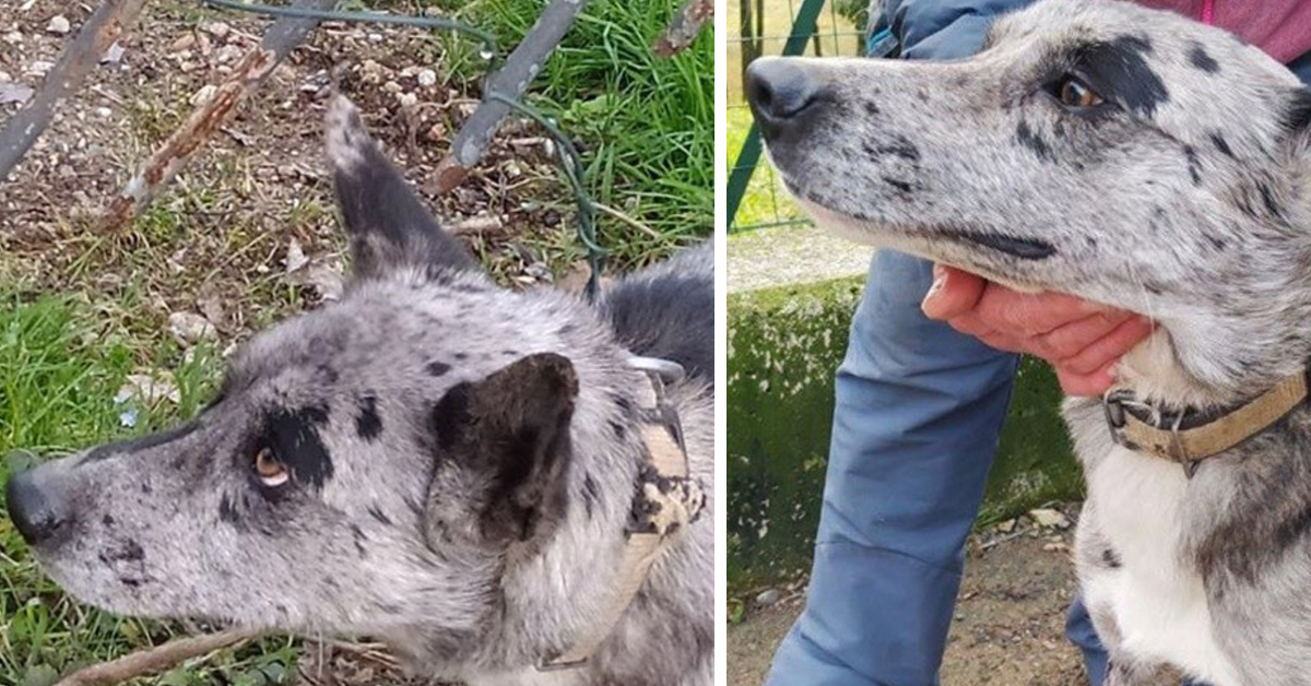 Bergamo: cane abbandonato legato con il fil di ferro