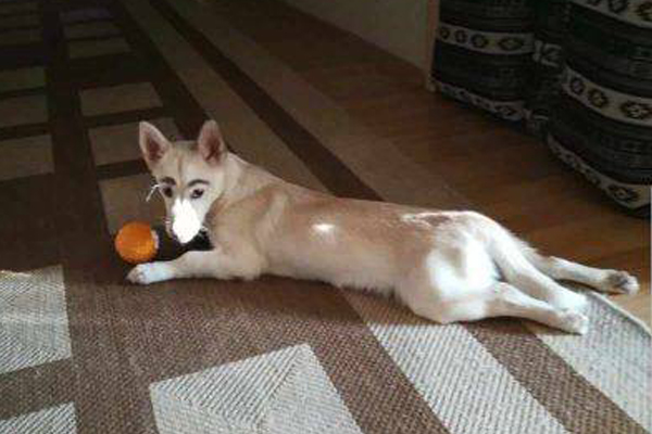 Cane con una pallina