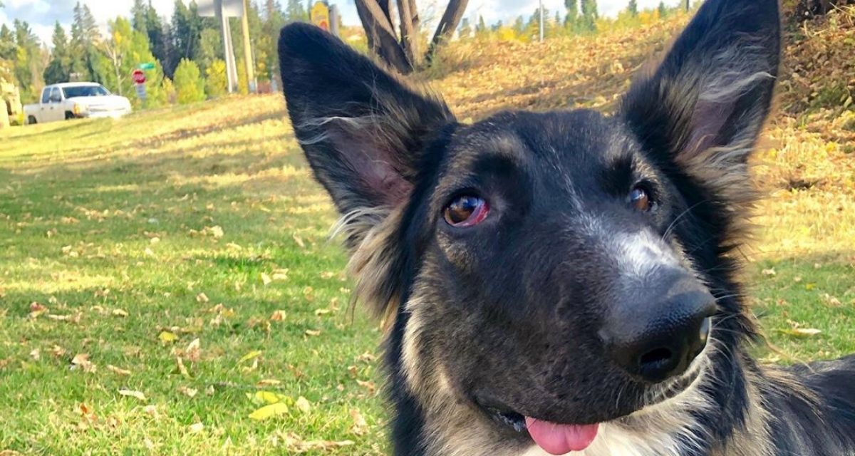 Brodie, il cane con il muso deforme che spopola su Instagram