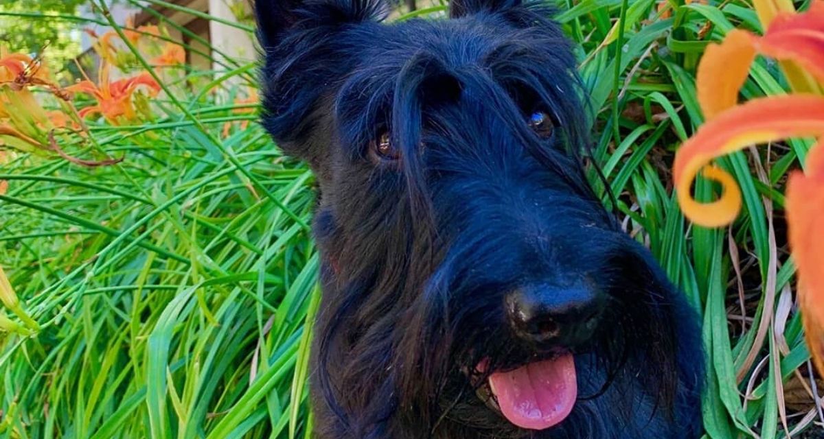 Stewie, lo Scottish Terrier che ha imparato la matematica