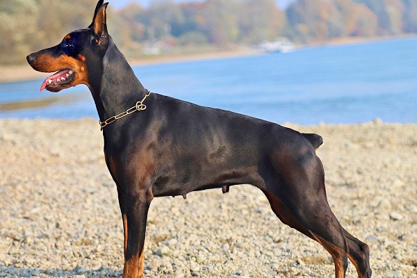 doberman pinscher cane