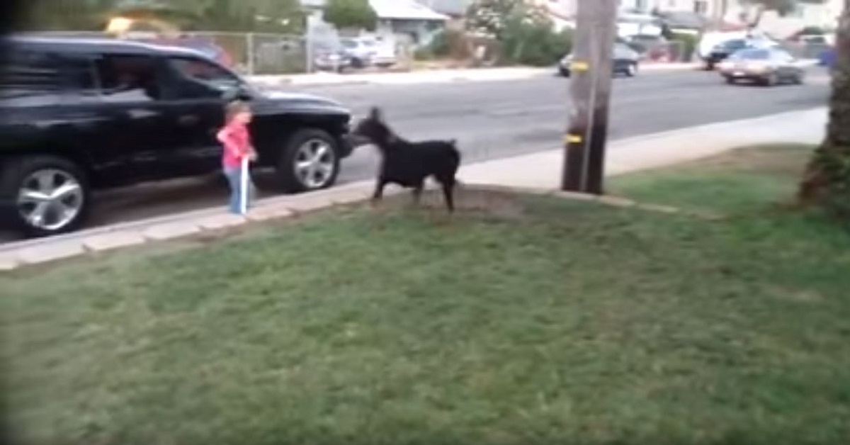 Cane protegge una bambina e avvisa i padroni del pericolo – VIDEO