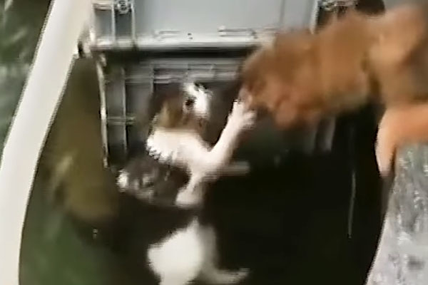 Cane salva un gatto