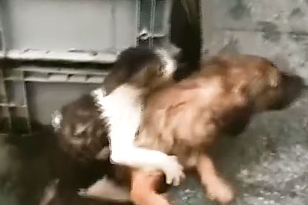 Cane salva un gatto
